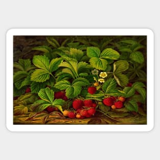 Strawberries On The Vine Sticker